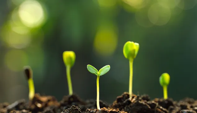 sustainability.webp